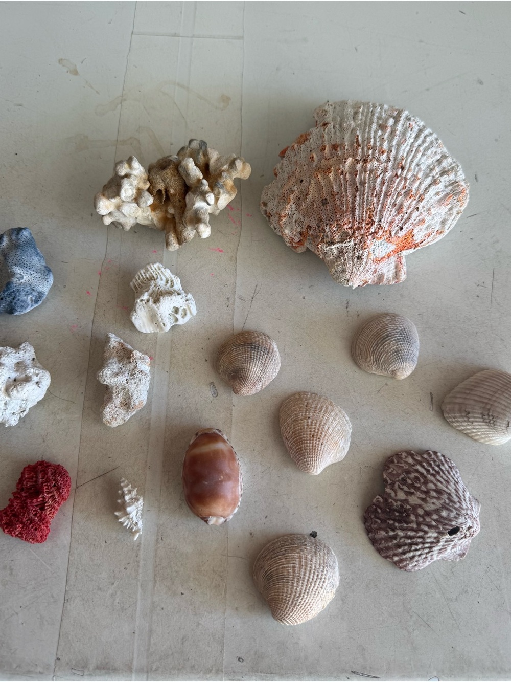 Decorative Assorted Sea Shells and Coral Collection